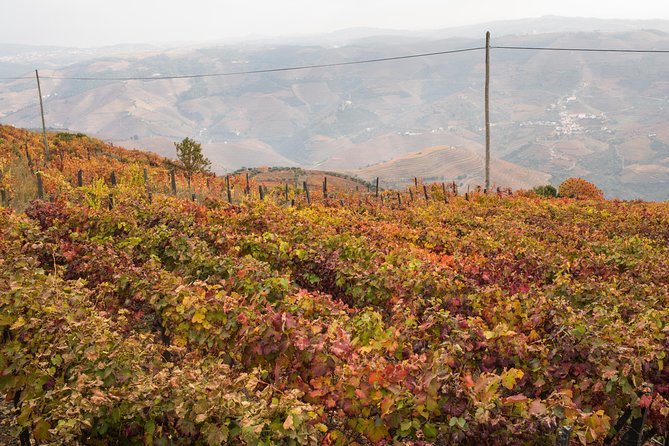 Douro Valley Small-Group Tour with Wine Tasting, Lunch and Boat - Why the Douro Valley deserves a full day from Porto