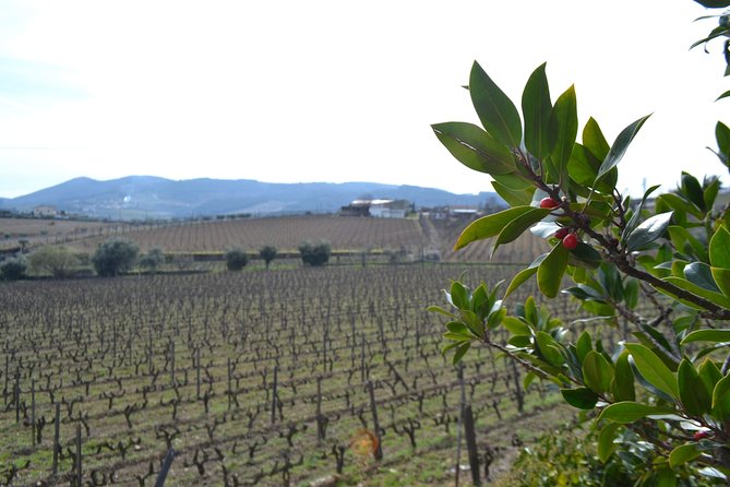 Douro Valley Tour: 2 Vineyard Visits, River Cruise, Winery Lunch - The long return to Porto