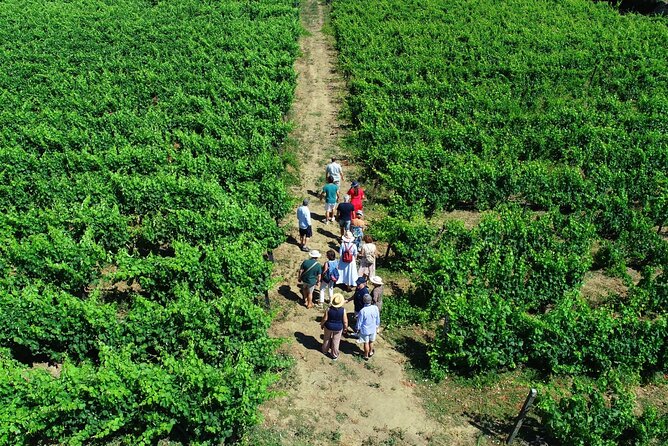Douro Valley Tour - 3 Wine tastings, Lunch & river Cruise - Casal de Loivos pairs wine with a hilltop view