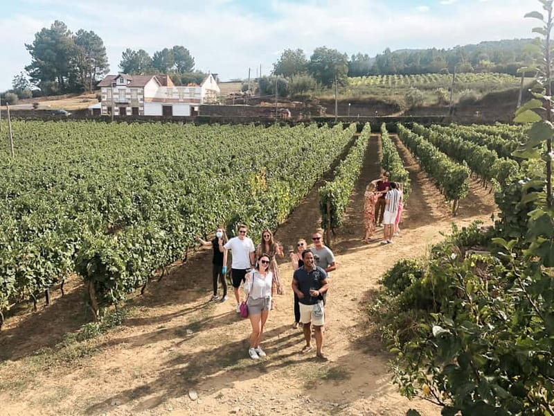 Douro Valley: Tour with Wine Tastings, Lunch, and Boat Ride - Why this Douro Valley day trip works so well