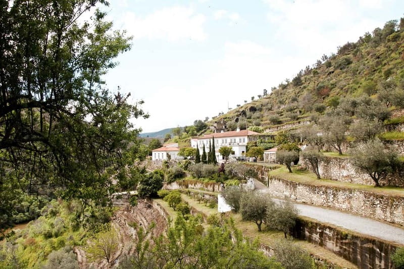 Douro Valley: Tour with Wine Tastings, Lunch, and Boat Ride - The second estate: table wine, olive oil, and honey