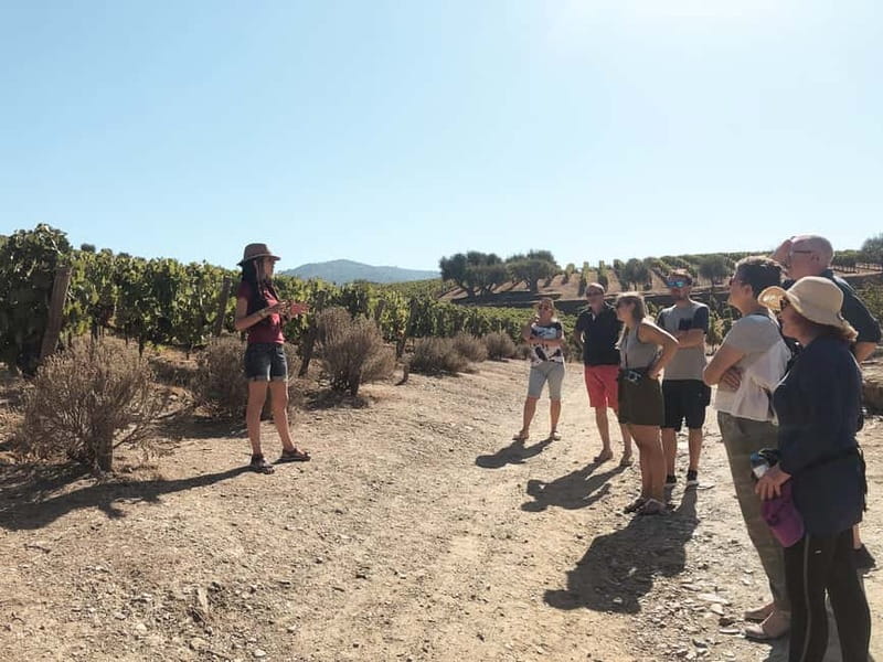 Douro Valley: Tour with Wine Tastings, Lunch, and Boat Ride - Transport, timing, and the price