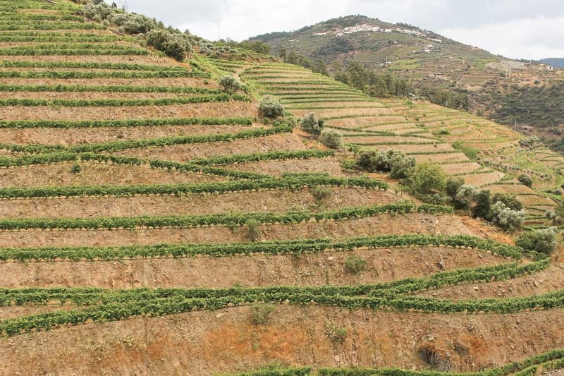 Douro Valley: Tour with Wine Tastings, Lunch, and Boat Ride - Small drawbacks worth considering