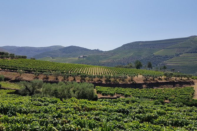 Douro Valley Wine Tour: 3 Vineyard Visits, Wine Tastings, Lunch - Guides can shape the whole day