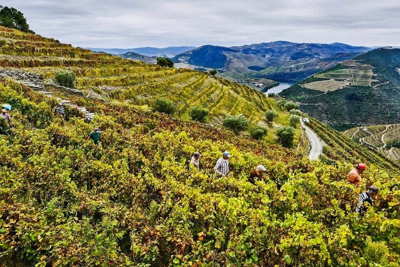 Douro Valley with Two Winery, Boat Trip and Lunch From Porto - Guides make a real difference