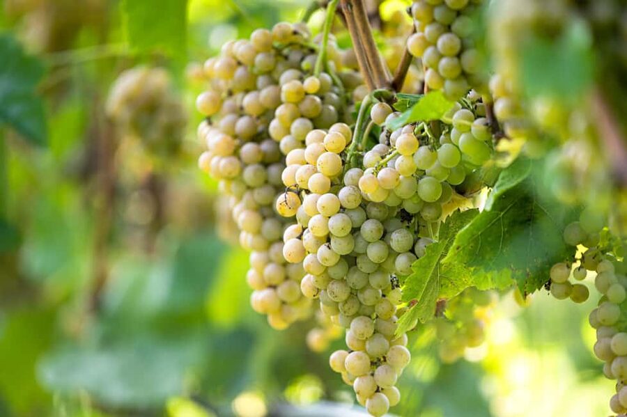 Durres Countryside Vineyards Wine Tasting & Food Pairing - The guides make the difference