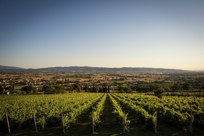 Enjoy and Taste the Flavors of Wine in an Open-air Venue - Practical timing and weather advice