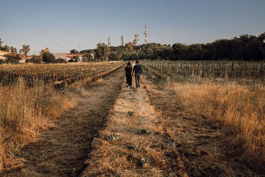 Etna Urban Winery, Vineyard Walk & Sunset Tasting Dinner - Walking between vines, walls, and the city
