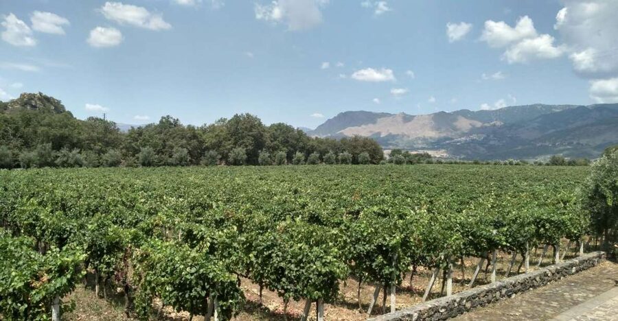 Etna: Wine Tasting and Food Tour - Why Etna wine tastes different