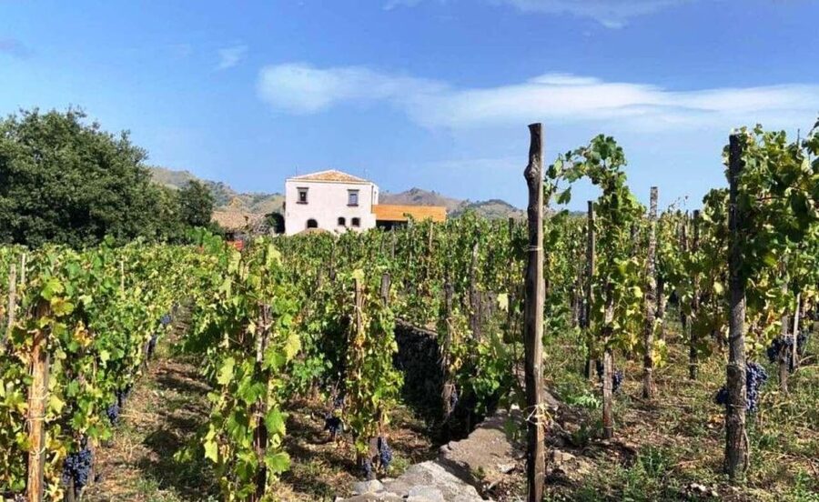 Etna: Wine Tasting and Food Tour - Zafferana Etnea: honey, olive oil, and a taste of the mountain