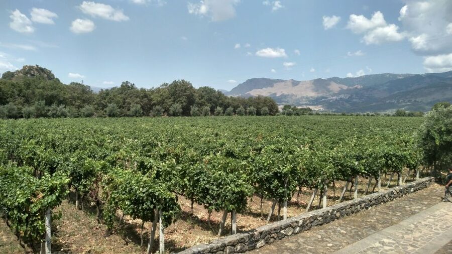 Etna: Wine Tasting and Food Tour - Lunch at the second winery, with three Etna DOC wines