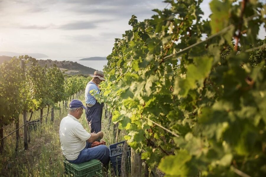 Evening of Wine and Scenic Views in Skiathos - A short introduction to Skiathos wine