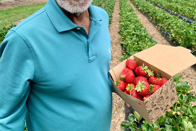Experience Hahndorf & Barossa: Gourmet lunch, Wine, Beer & Treats - Beerenberg Farm and the strawberry season