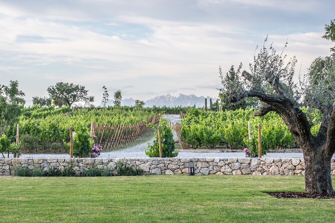 Familia Torres Winery: Gastronomic Tapas & Wine Experience - Four wines, four different styles