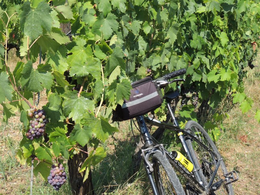 Florence: Chianti Hills Bike Tour with Farm Lunch & Wine - A Tuscan lunch with wine and olive oil