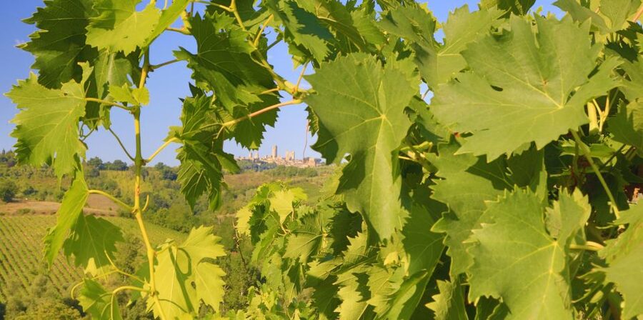 Florence: Chianti Villages, San Gimignano and Winery Tour - FAQ