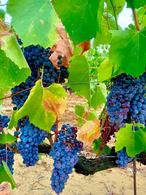 Florence: Countryside Tour with Wine Tasting & Pasta Class - How the Day Feels in Different Seasons