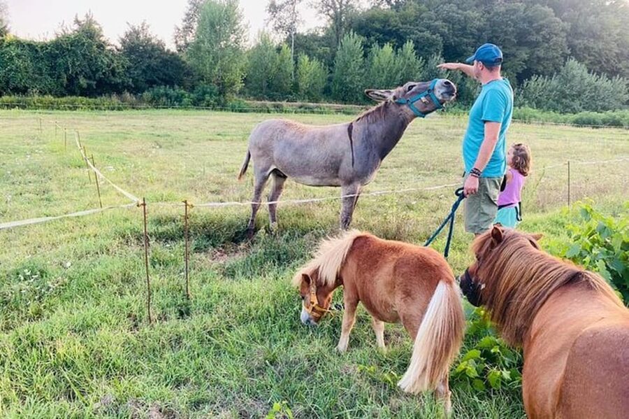 Florence: Countryside Tour with Wine Tasting & Pasta Class - Is $71 a Good Price?