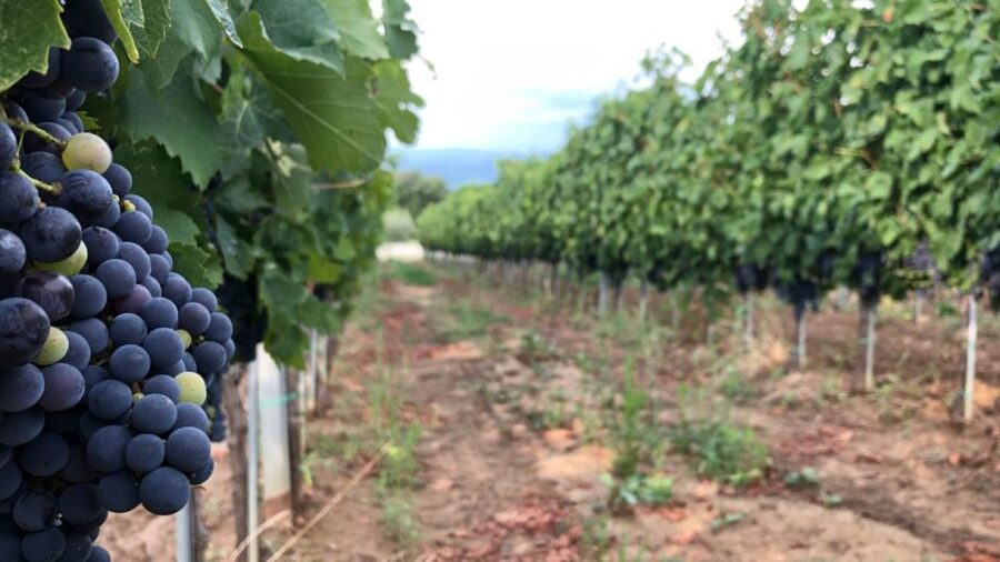 Frascati Wine Road from Rome: Tasting & Lunch - Who should book this Frascati outing