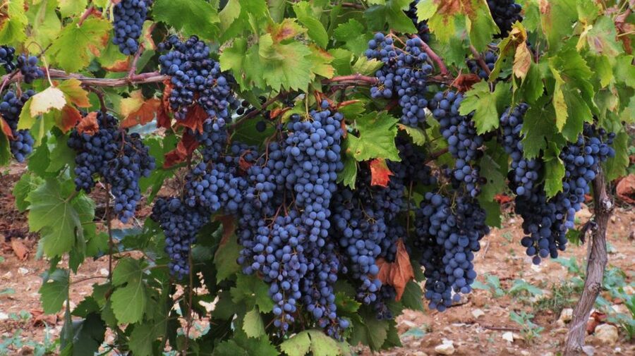 From Aix-en-Provence: Côtes de Provence Wine Tour - Returning to Aix before lunch