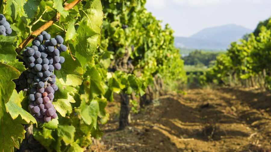 From Aix-en-Provence: Half-Day Wine Tour - First winery: meeting a family-run estate