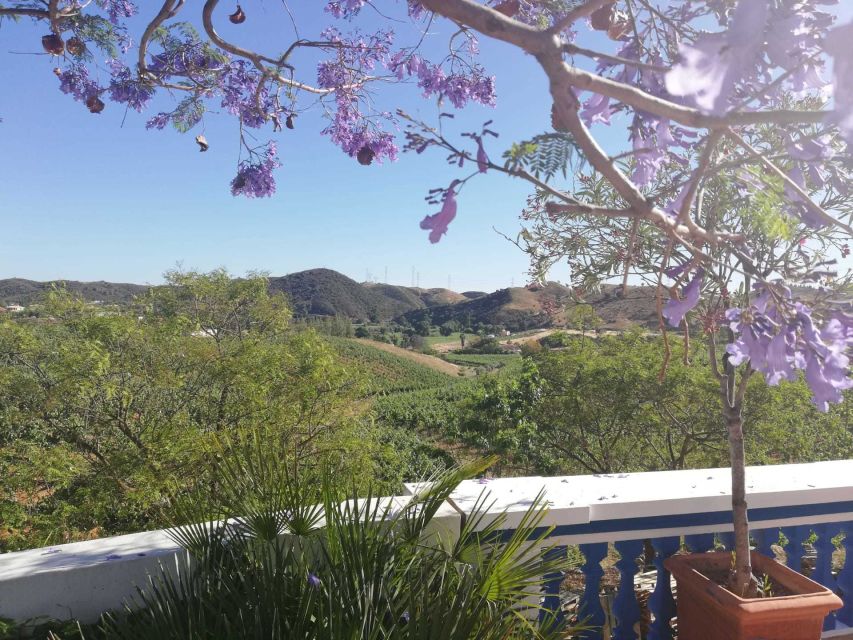 From Albufeira: Wine Tasting & Historic Silves Tour - Thirty minutes in the old Moorish capital