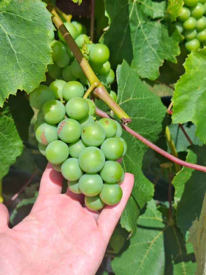 From Auckland: Waiheke Island Wine Cellar Tour - Lunch is a relaxed break, but budget for it