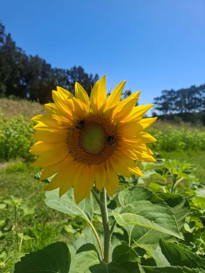 From Auckland: Waiheke Island Wine Cellar Tour - How much walking and wine knowledge do you need?