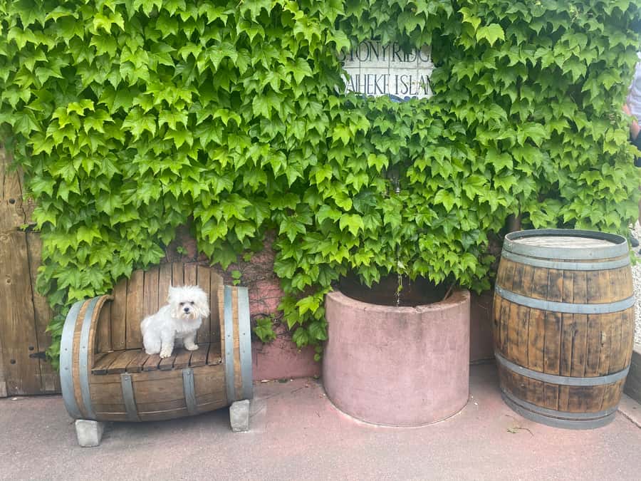 From Auckland: Waiheke Island Wineries' Tour - FAQ