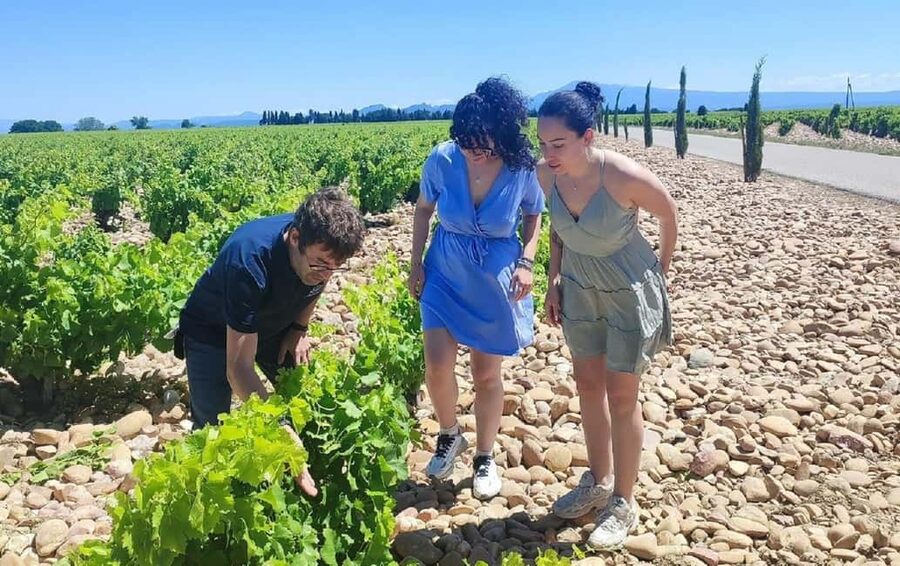 From Avignon: Châteauneuf du Pape Half-Day Wine Tour - Who should book this wine tour?