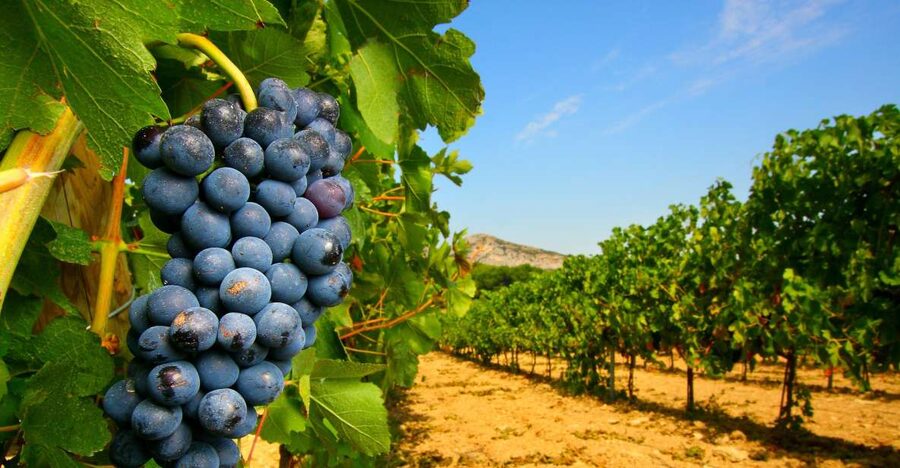 From Avignon: Half-Day Great Vineyards Tour - Key points at a glance