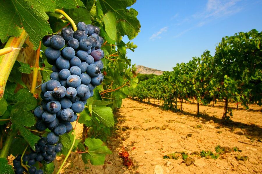 From Avignon: Half-Day Great Vineyards Tour - Why this Côtes du Rhône tour works so well from Avignon
