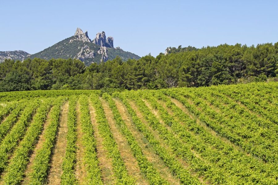 From Avignon: Half-Day Great Vineyards Tour - Gigondas and Séguret: two different ways to meet Rhône wine