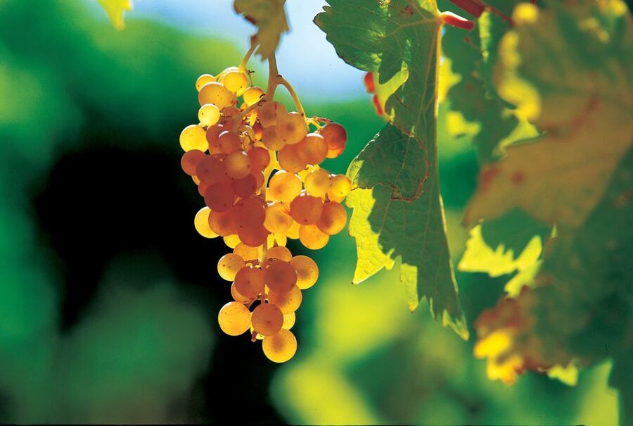 From Avignon: Half-Day Great Vineyards Tour - The guides make the difference