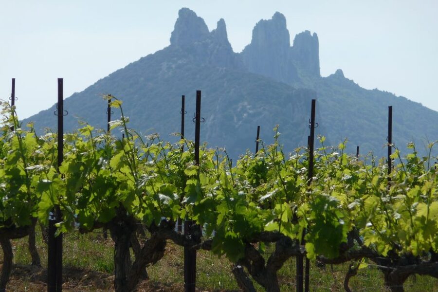From Avignon: Half-Day Great Vineyards Tour - Is $94 a fair price?