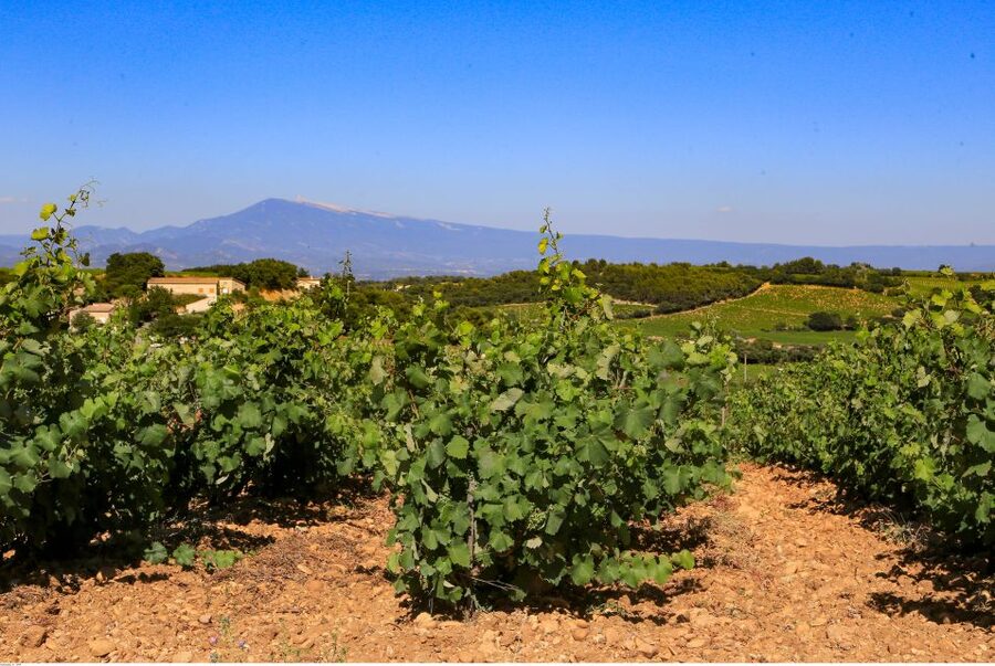 From Avignon: Half-Day Great Vineyards Tour - The ride from Avignon to the vineyards