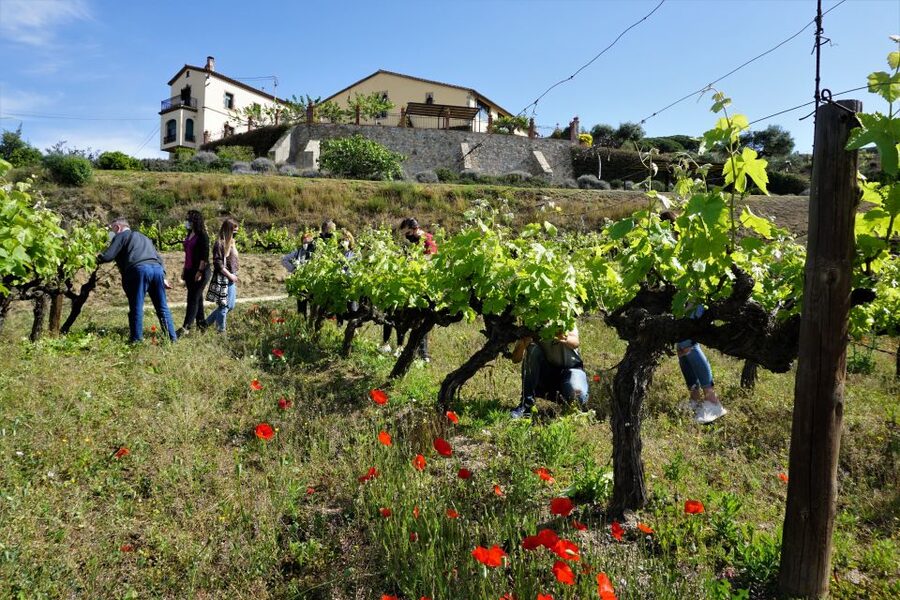 From Barcelona: E-Bike and Sailing Tour with Wine Tastings - Alella wine tasting and cellar visit