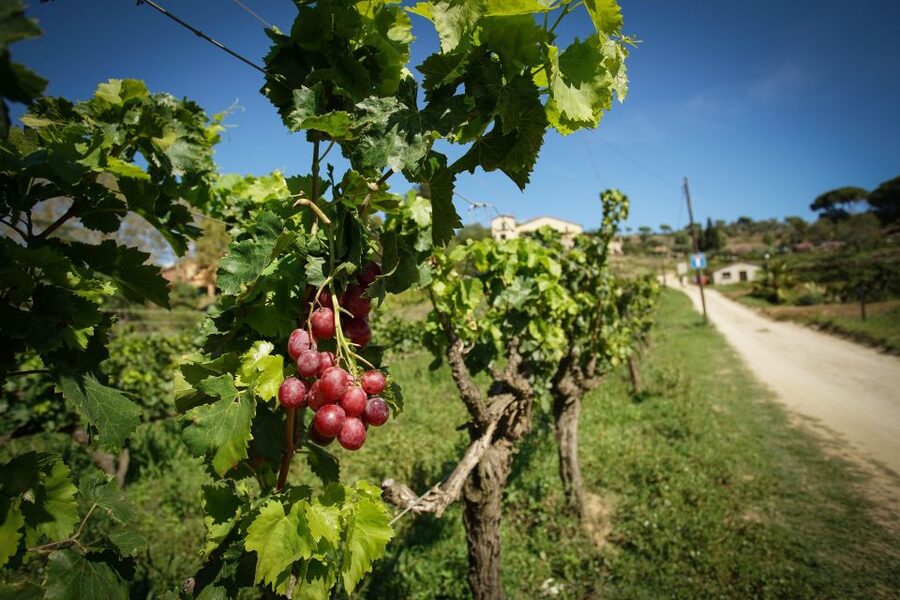 From Barcelona: Sailing and Wine Tasting Experience - Three Wines and a Catalan-Style Tasting