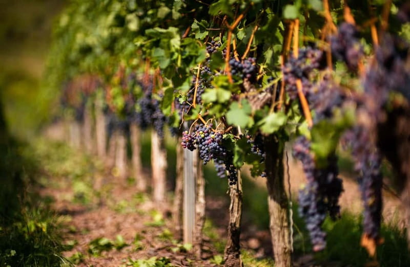 From Bilbao: La Rioja Wineries Day Trip with Wine Tastings - Why this Bilbao to Rioja trip works