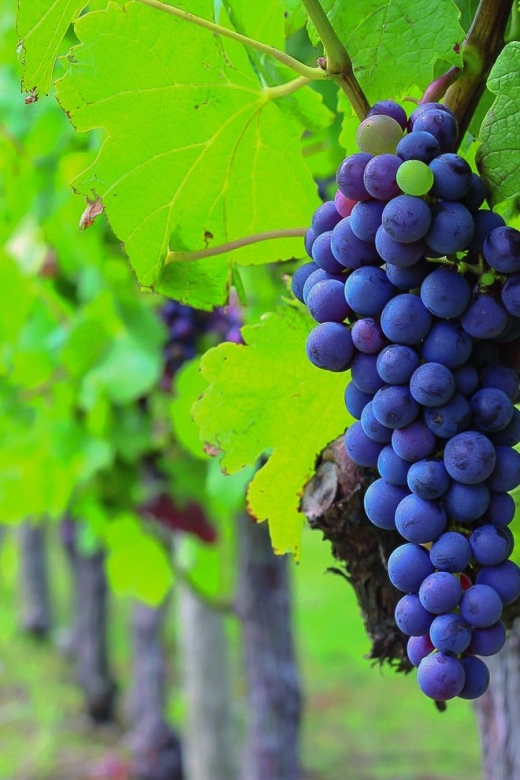 From Bordeaux: Full-Day Medoc Wine Tour - Key points at a glance