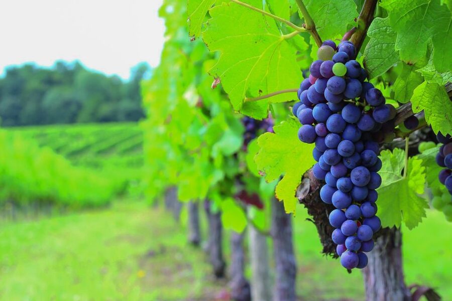From Bordeaux: Full-Day Medoc Wine Tour - Leaving Bordeaux in a group of eight or fewer