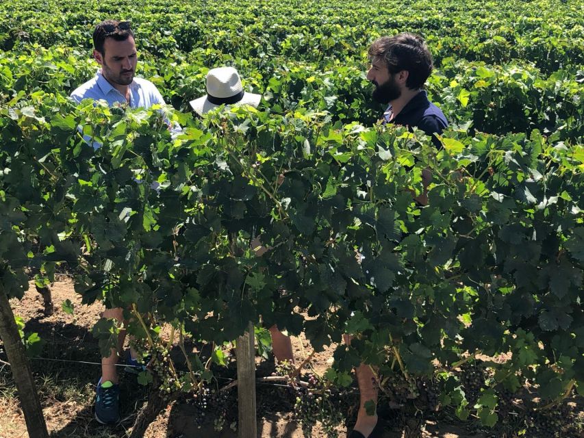 From Bordeaux: Half-Day Saint-Emilion Wine Tour - What the château visit teaches you
