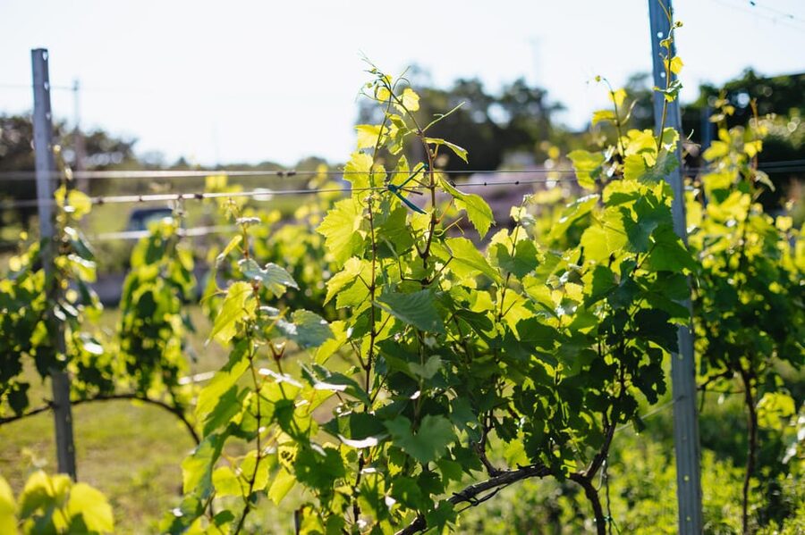 From Budapest: Half-Day Countryside Wine Tour with Meal - Who should book this Etyek outing?