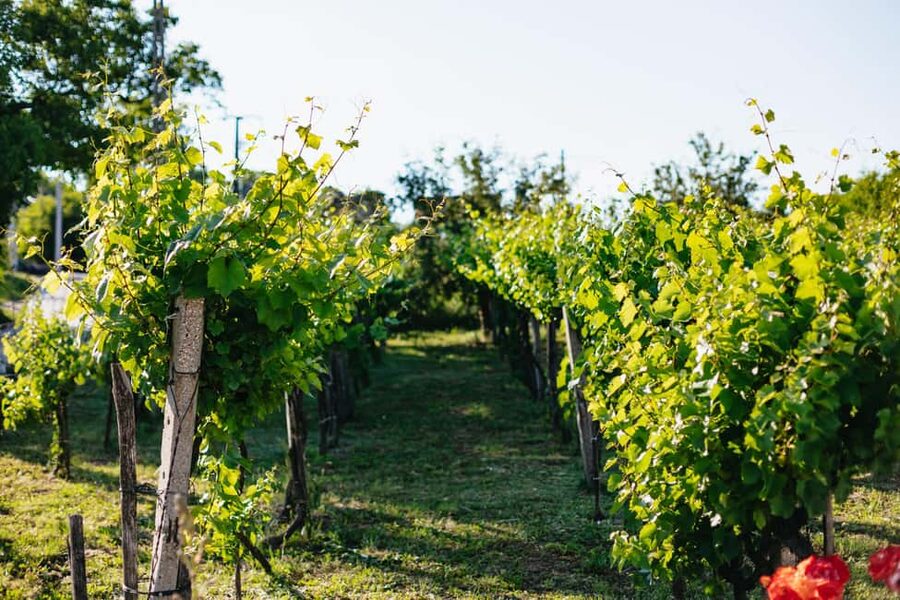 From Budapest: Half-Day Countryside Wine Tour with Meal - The meal is more than a plate of snacks