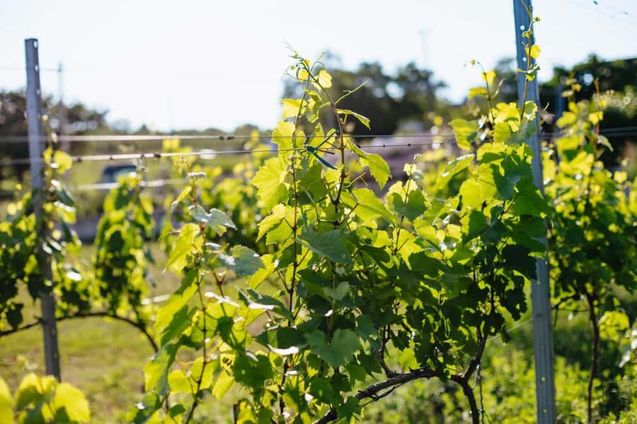 From Budapest: Half-Day Countryside Wine Tour with Meal - Wine style and tasting expectations
