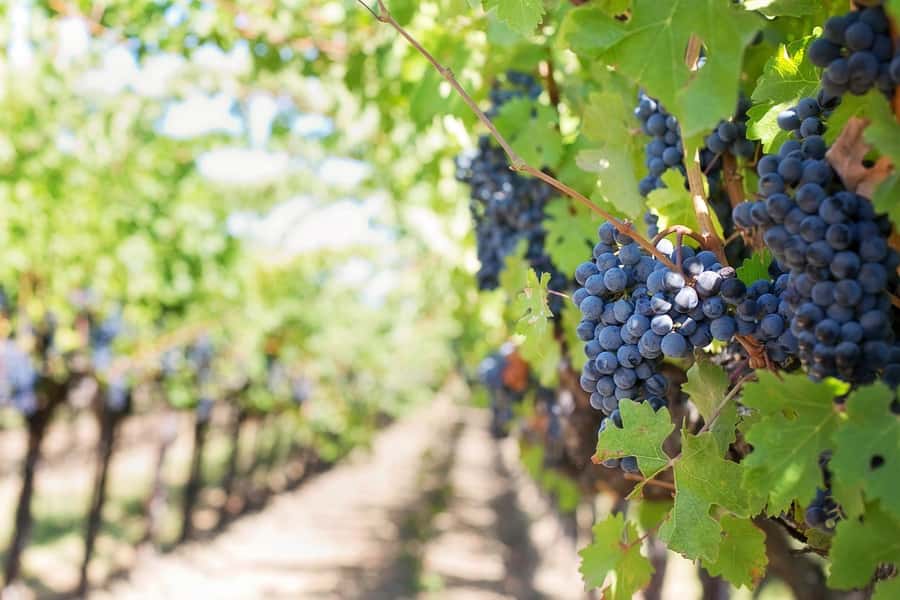 From Cape Town: Winelands Full Day Tour and Wine Tasting - How the schedule feels in practice