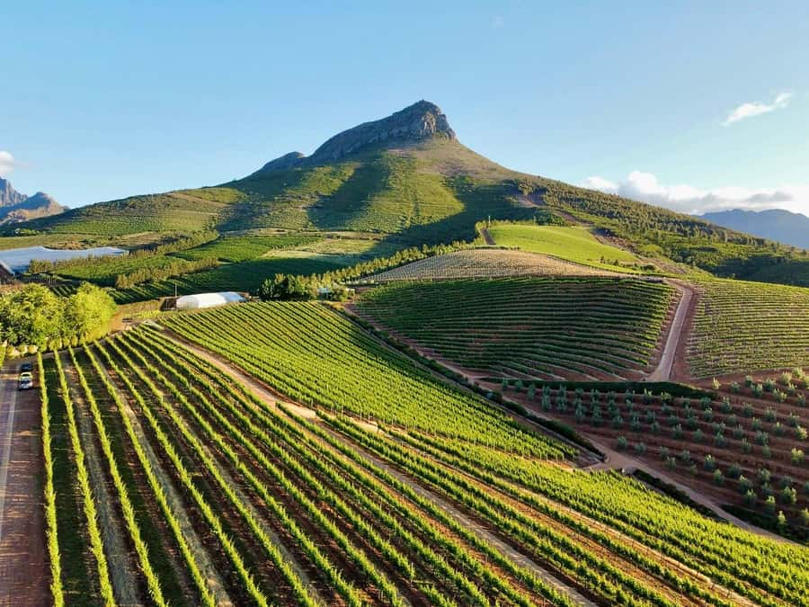From Cape Town: Winelands Full Day Tour and Wine Tasting - Stellenbosch: cellar doors and a short town walk