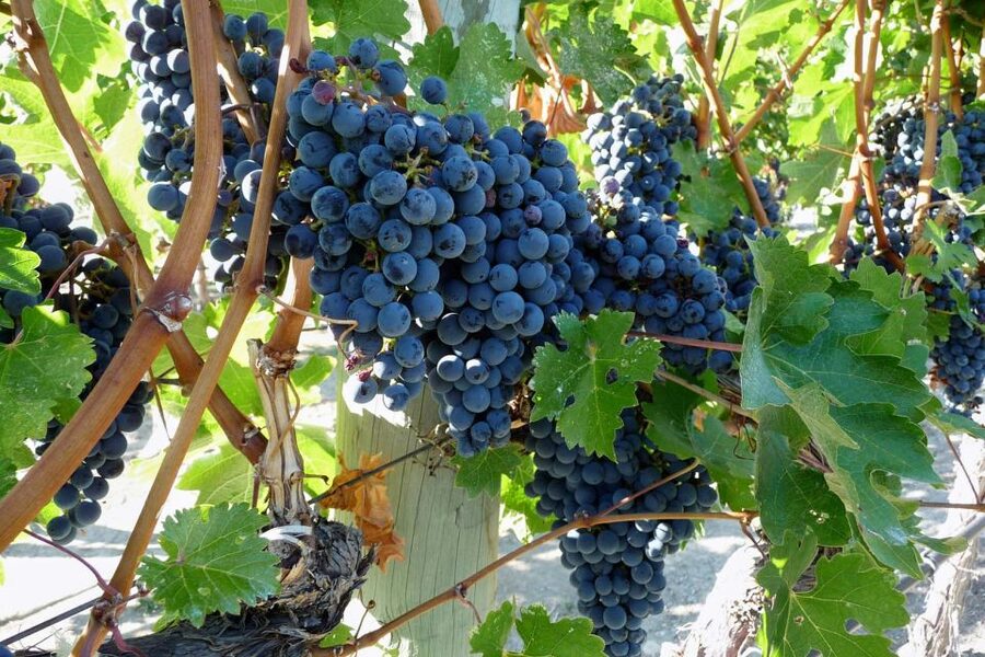 From Catania: Mount Etna Half-Day Tour and Wine Experience - Key points to know before booking