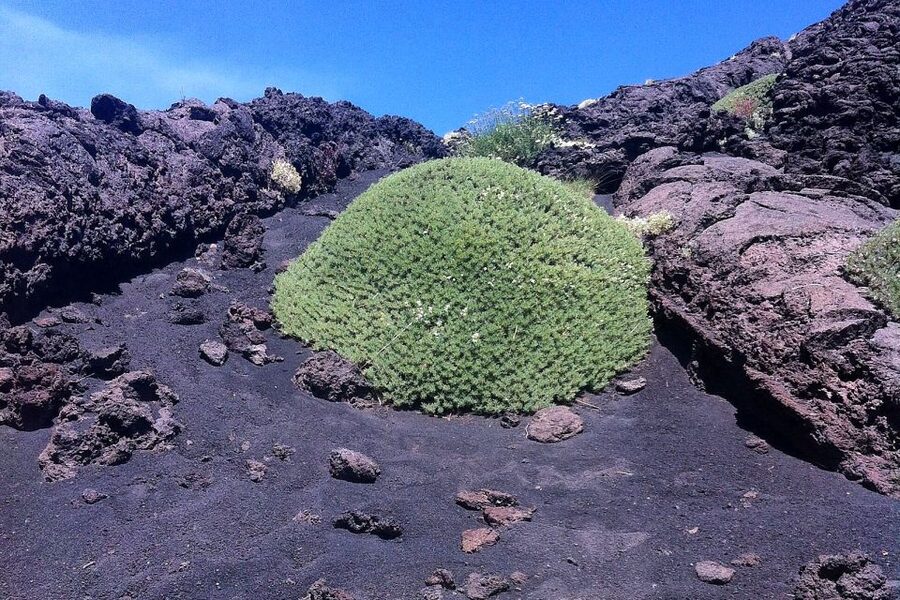 From Catania: Mount Etna Half-Day Tour and Wine Experience - Why this Etna day works so well