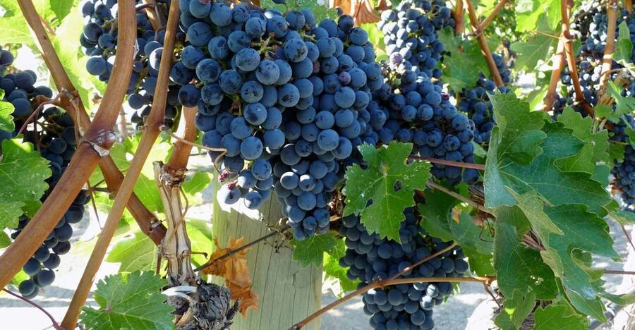 From Catania: Mount Etna Half-Day Tour and Wine Experience - Walking among Etna’s old craters